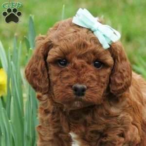 Spring Rayne, Mini Labradoodle Puppy
